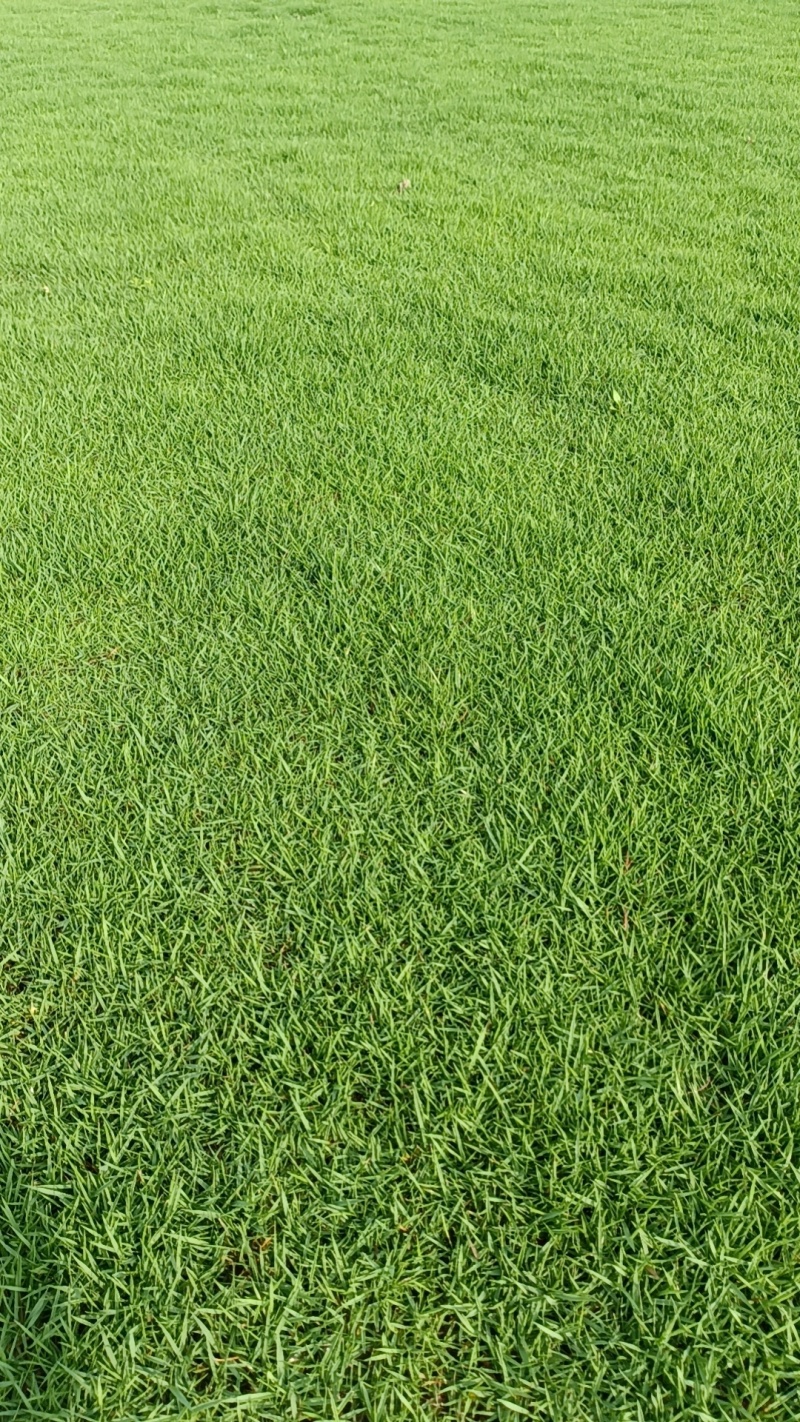马尼拉草坪草