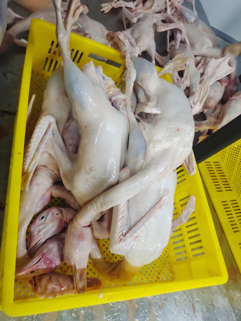 白条鹅，新鲜宰杀，源头厂家，干净无毛，只做白条鹅系列