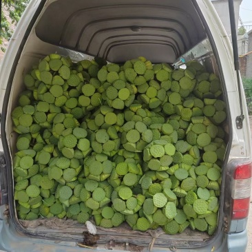 精品大莲蓬