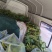 精品大莲蓬