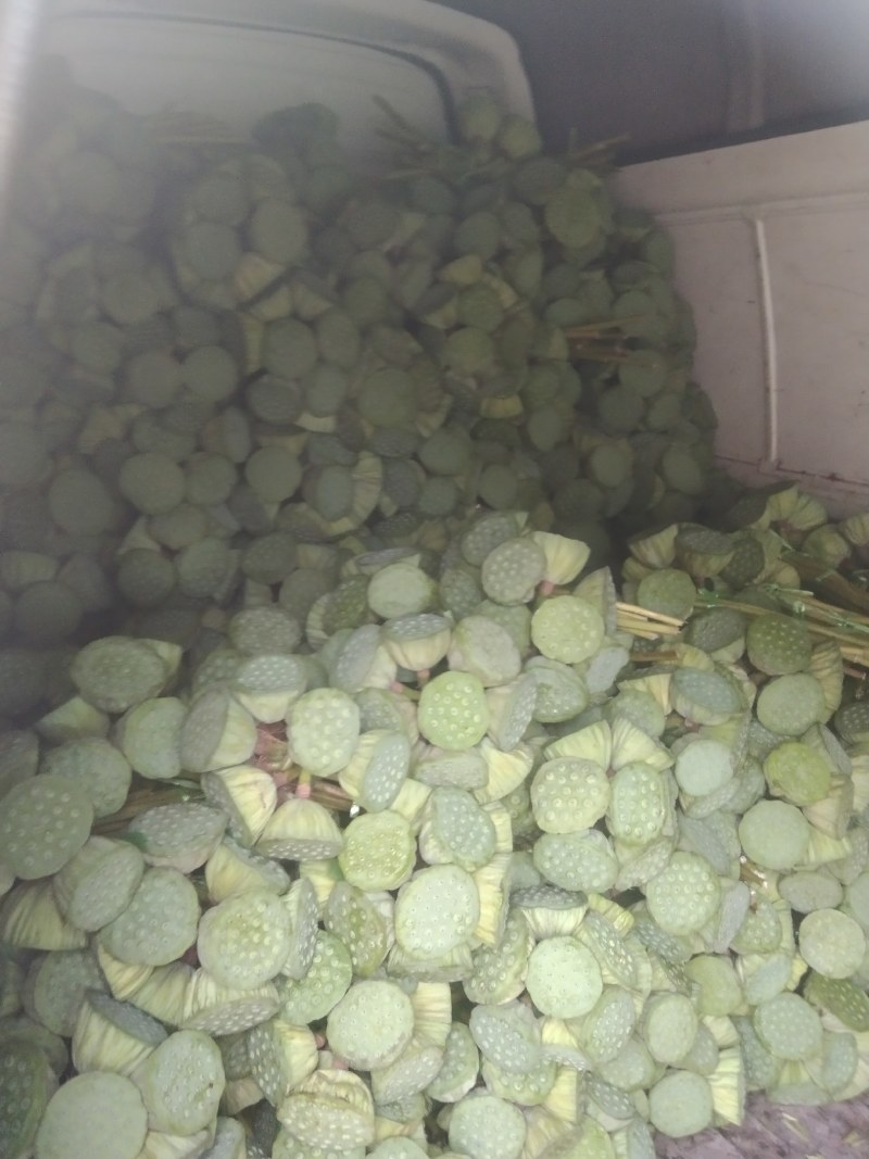 精品大莲蓬