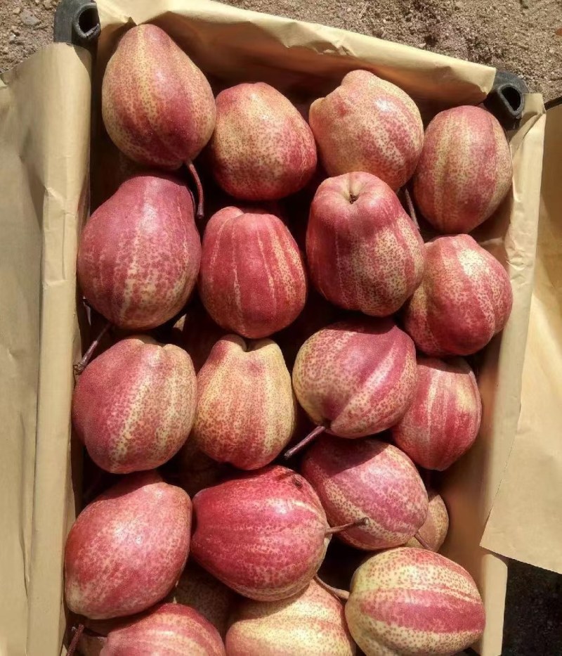 七彩虹梨，高品质，200箱起步