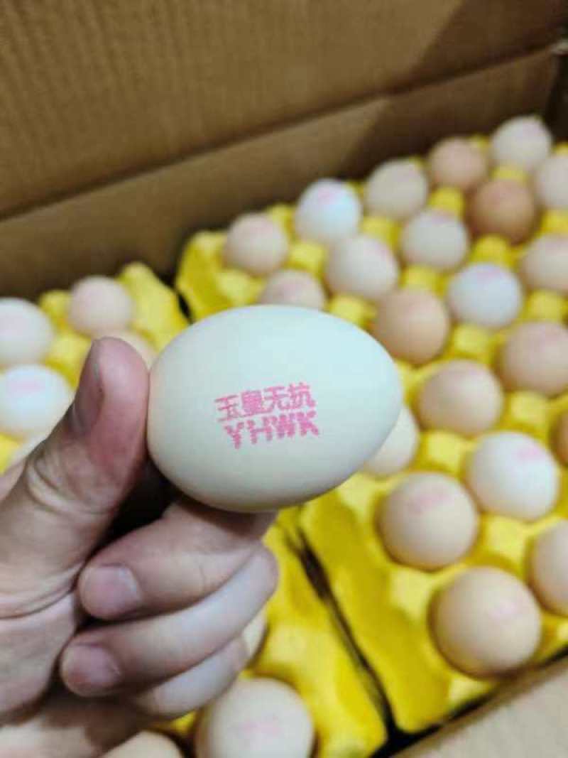 无抗鸡蛋货源稳定品质保障一件代发整车发都可