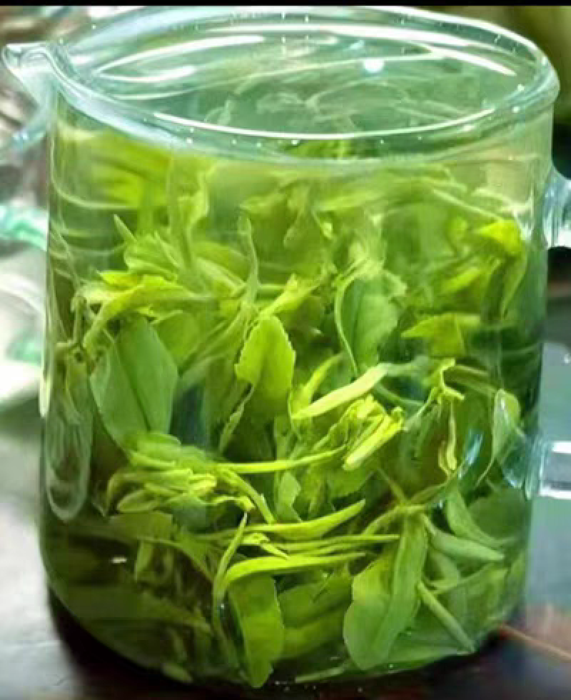 日照绿茶新茶