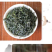 日照绿茶新茶