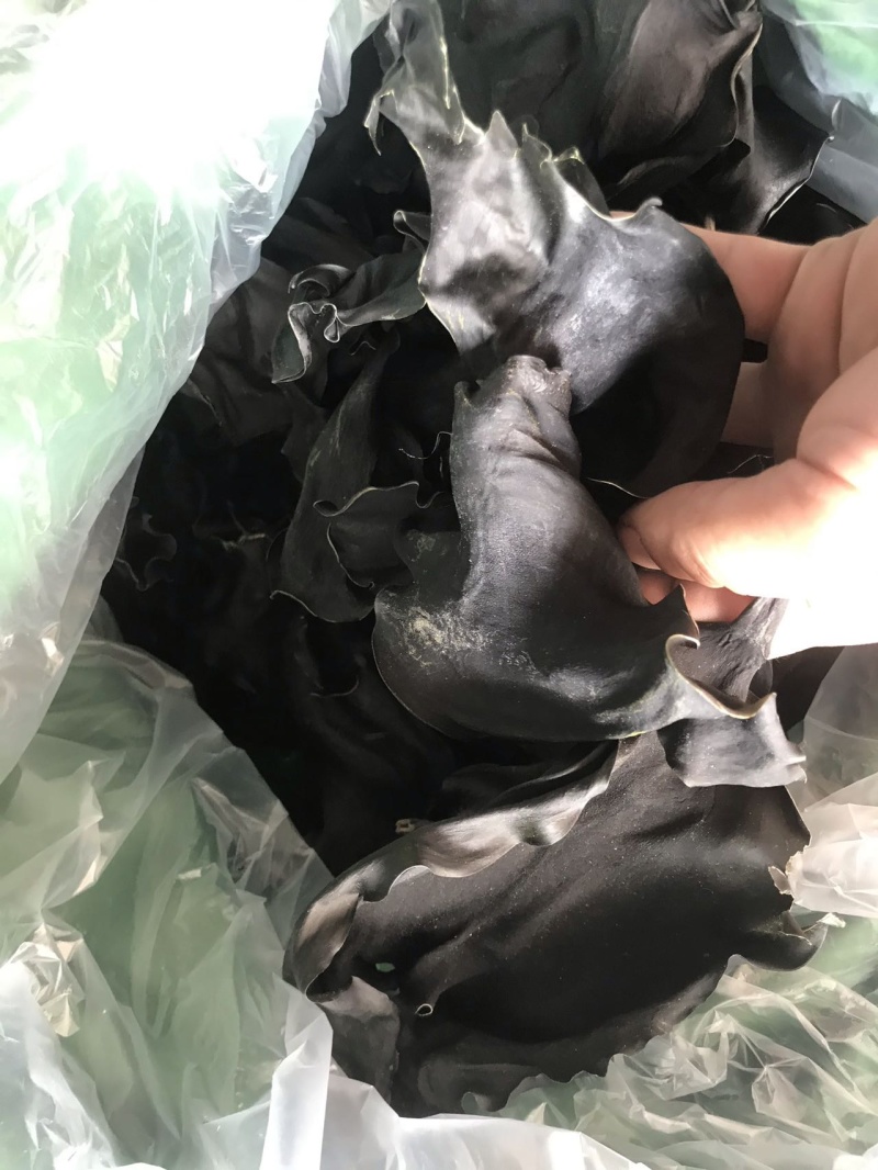 荣成特产10成干烘干海带头13～15倍泡发率巨厚