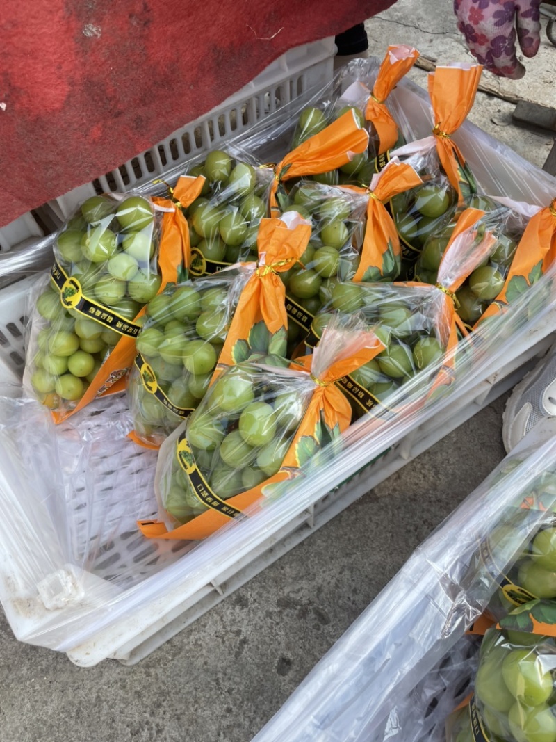大家好本地大量葡萄上市，各种品种都有，忘前来采购。