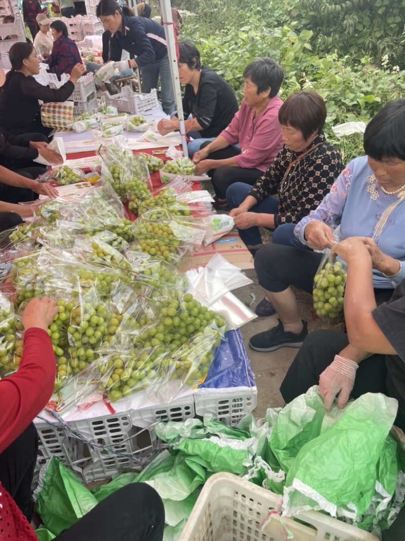 大家好本地大量葡萄上市，各种品种都有，忘前来采购。
