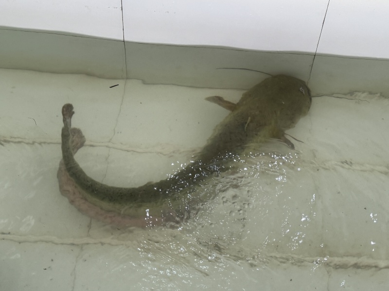贵州万峰湖生态无油大口鲶