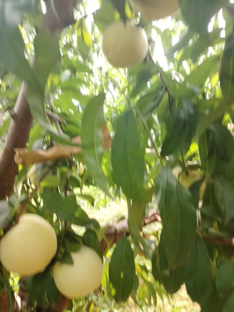 绿化九正在解袋中，马上下树，需要的老板速速联系