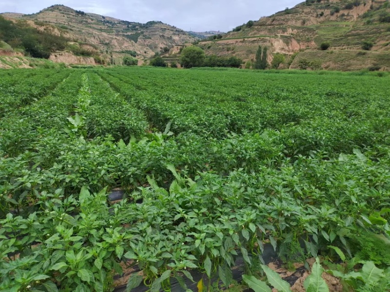 甘谷辣椒羊角椒鲜辣椒自家种植基地品质保证