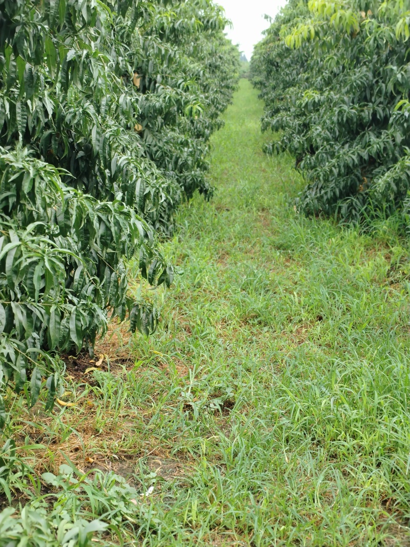 黄金密3号，产地直销，量大