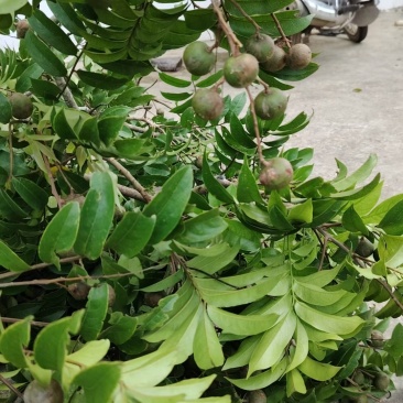 仁面果