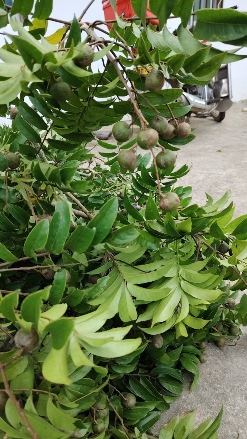 仁面果