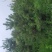 油松