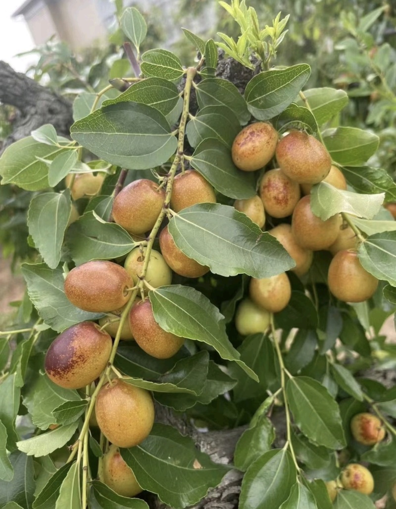 四川绵阳米枣大量供应产地直发量大从优欢迎来电