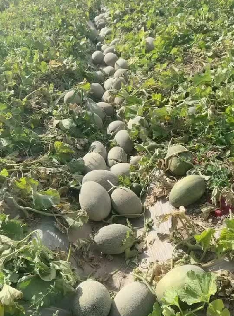 【晓蜜25哈密瓜】内蒙古哈密瓜晓蜜25哈密瓜产地批发大量供货