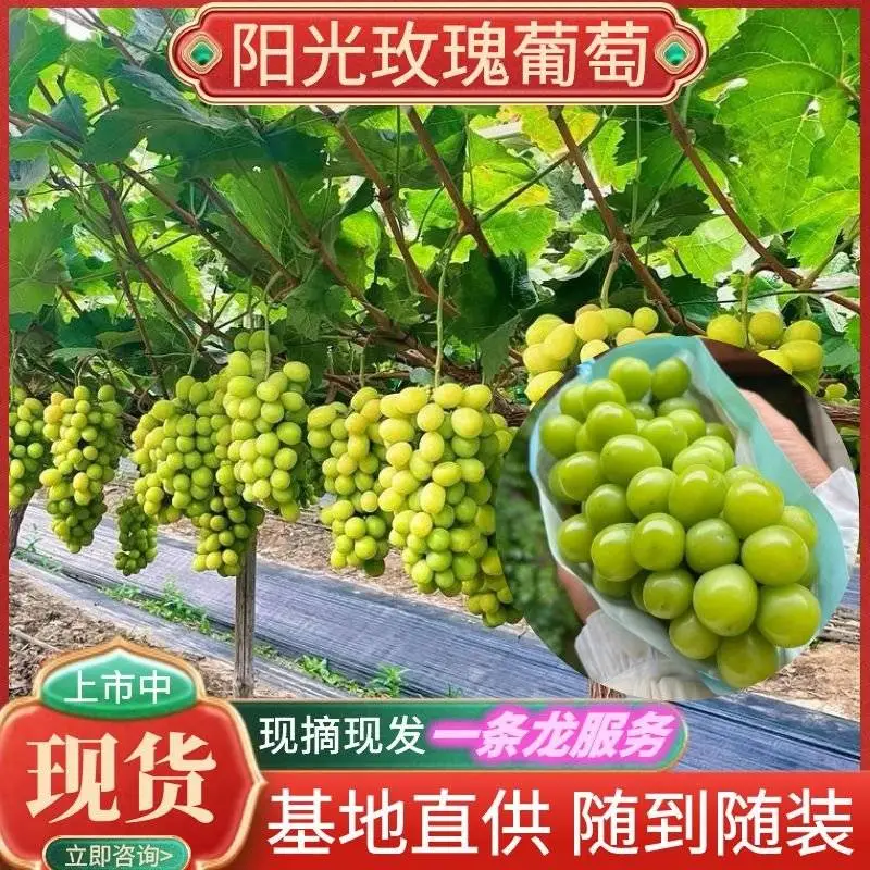 阳光玫瑰鲜果入库果万亩产地品质保证供全国各地档口商超社团
