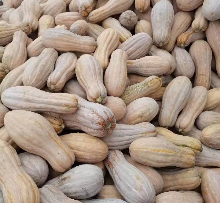 蜜本南瓜与奶油南瓜的外观对比