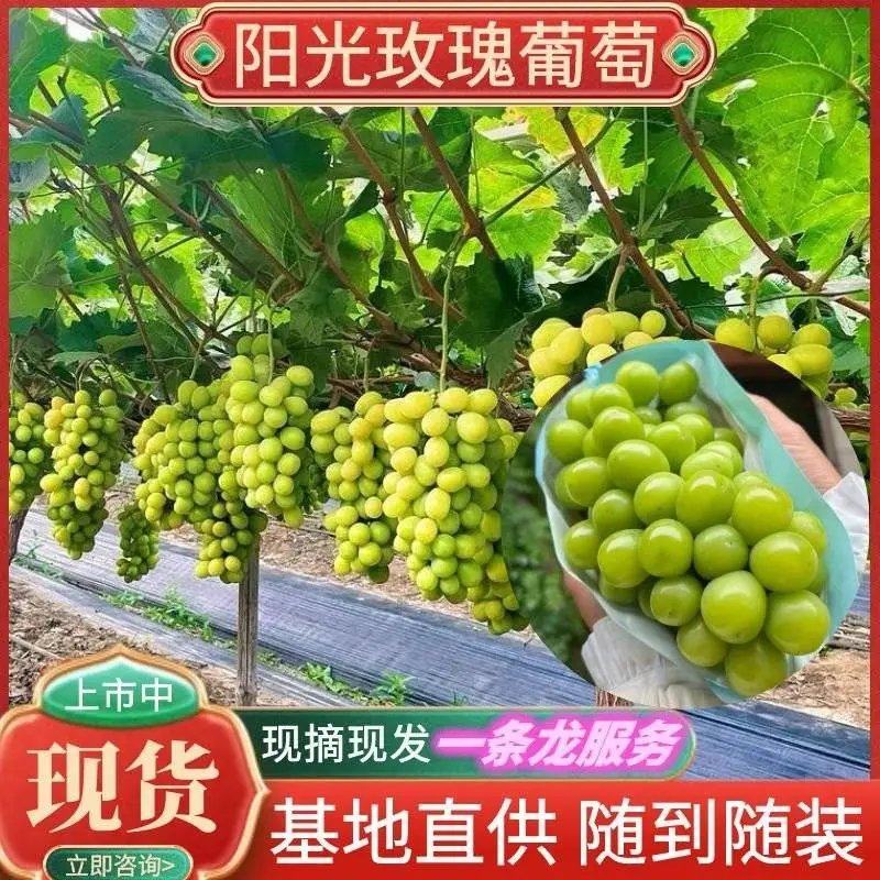 阳光玫瑰鲜果入库果万亩产地品质保证供全国各地档口商超社团