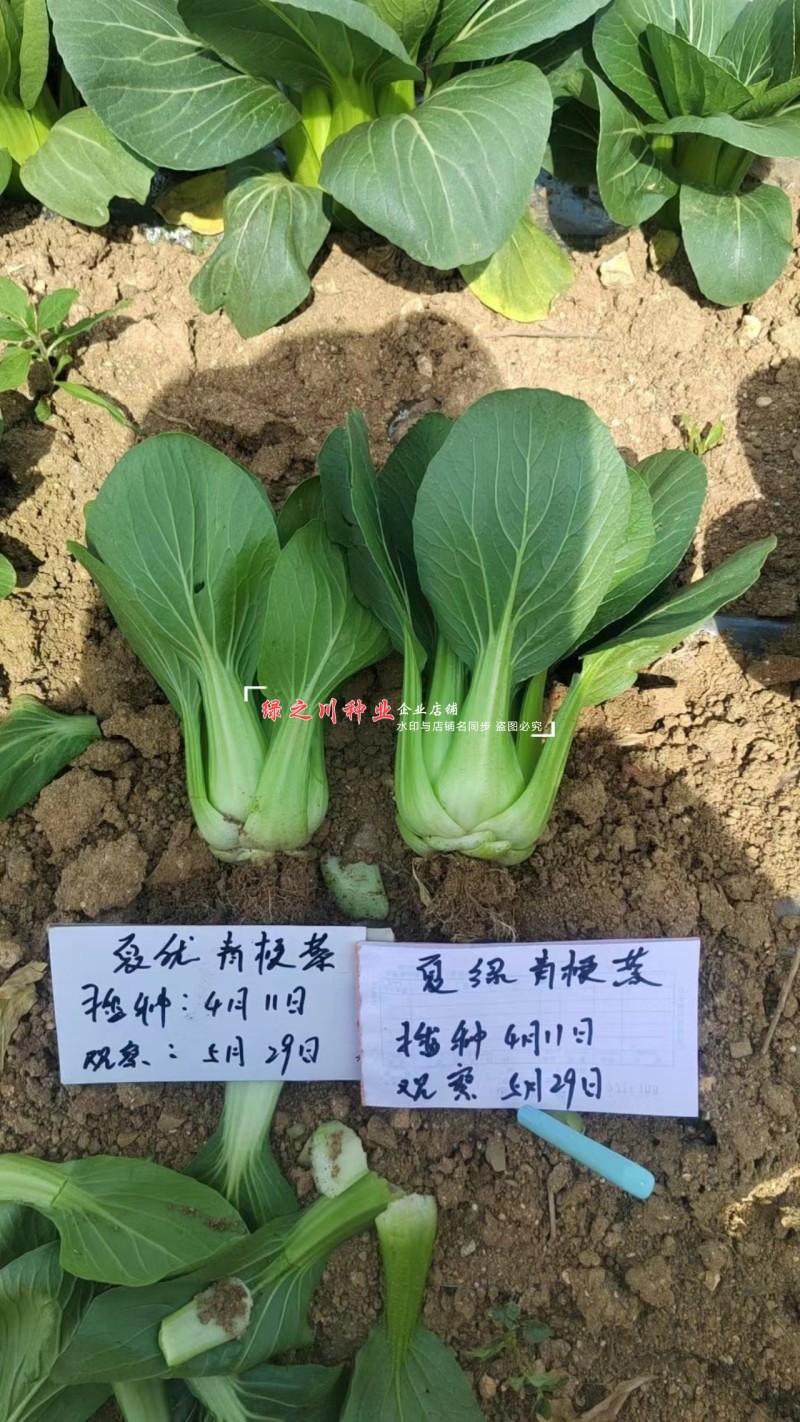 正源蔬菜种子利农夏绿青梗菜种子青梗绿叶青菜种籽抗热耐湿