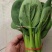 正源蔬菜种子利农夏绿青梗菜种子青梗绿叶青菜种籽抗热耐湿
