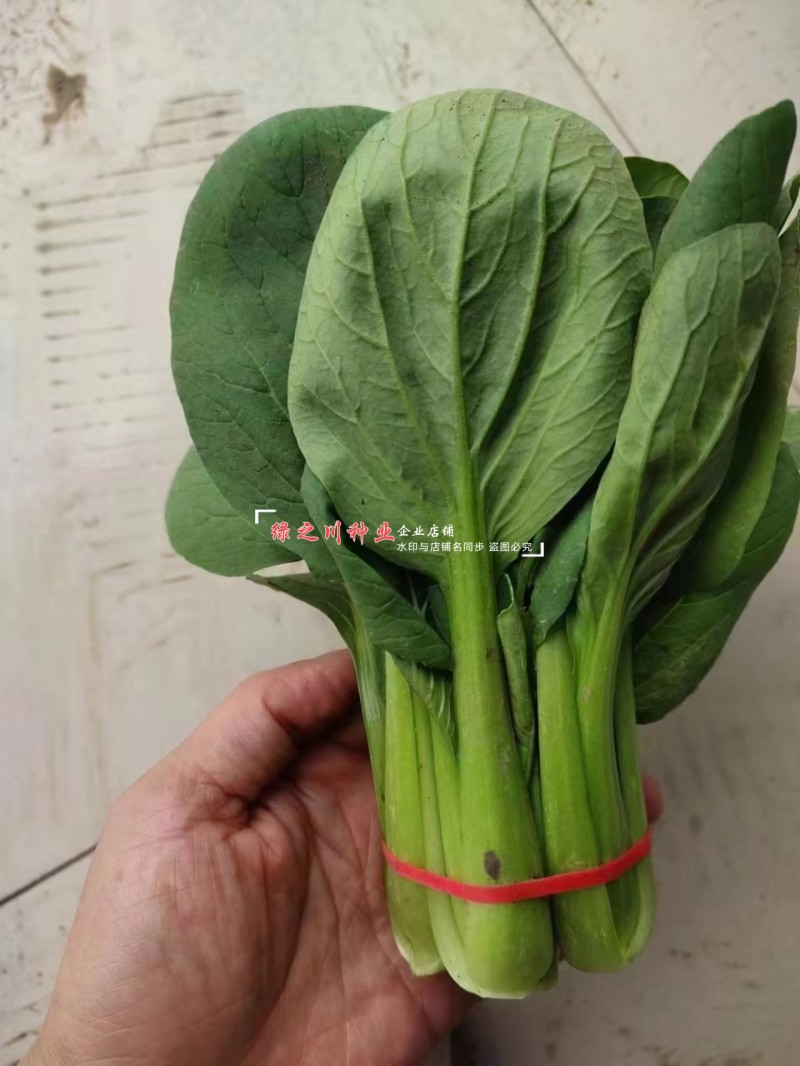 正源蔬菜种子利农夏绿青梗菜种子青梗绿叶青菜种籽抗热耐湿