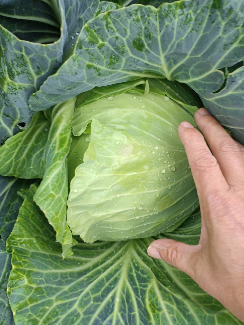 甘蓝菜，奥奇纳