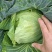 甘蓝菜，奥奇纳