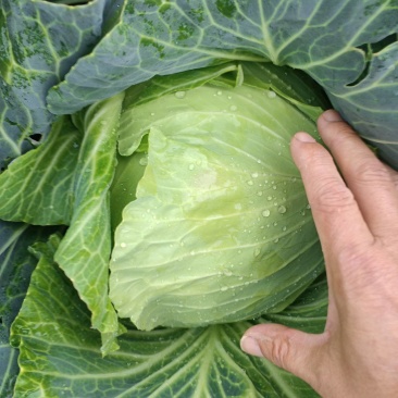 甘蓝菜，奥奇纳