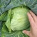 甘蓝菜，奥奇纳