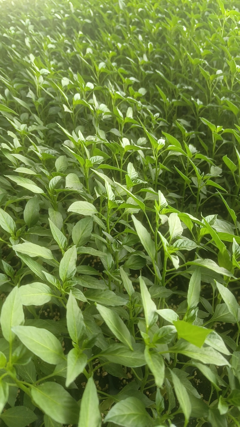 （精品）辣椒苗薄皮椒苗泡椒苗青椒苏椒5号成活率高