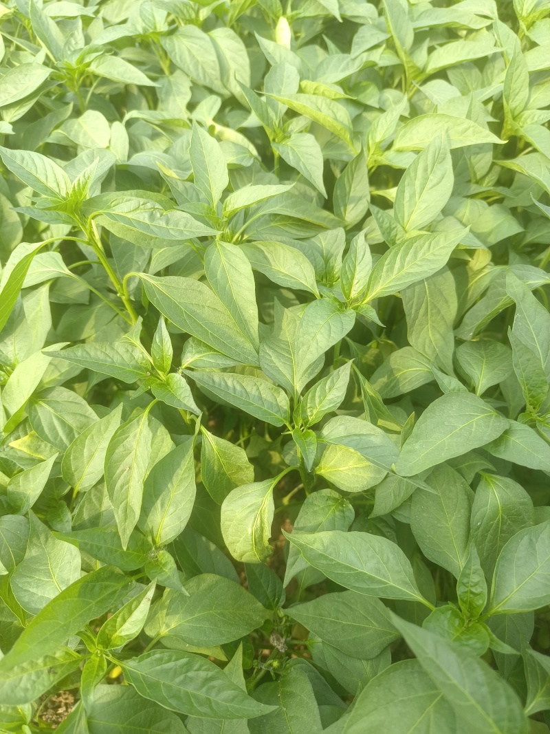 （精品）辣椒苗薄皮椒苗泡椒苗青椒苏椒5号成活率高