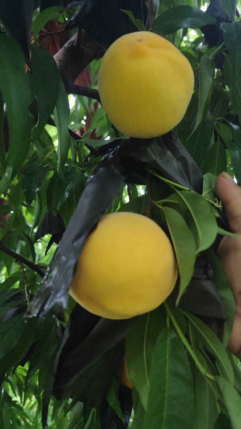 黄金蜜