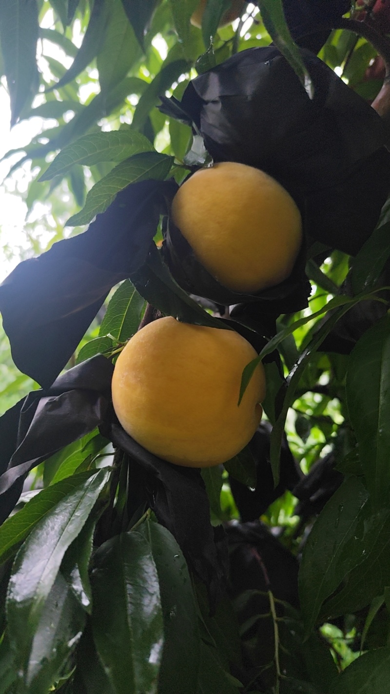 黄金蜜