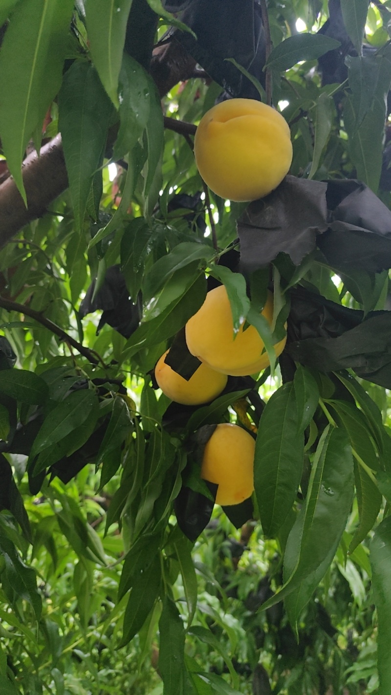 黄金蜜