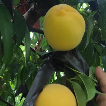 黄金蜜