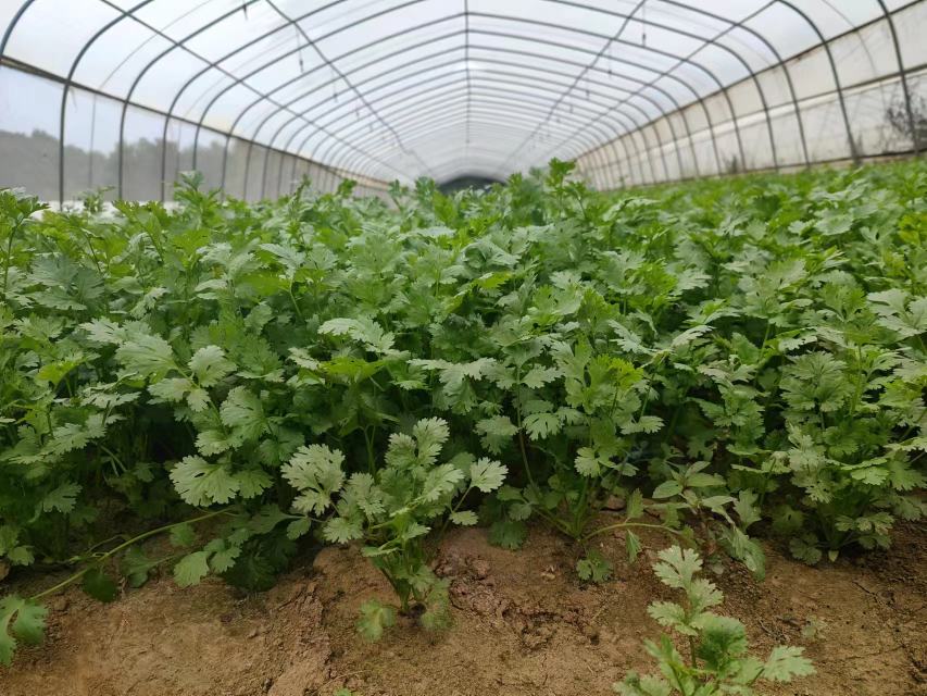 北方双层拱棚香菜越冬栽培实景:11月下旬播种的京芫3号,植株健壮,叶片浓绿油亮,无黄化、无病斑;棚内悬挂电子温湿度记录仪,实时显示夜间气温5.3℃、5 cm地温11.2℃,符合安全越冬阈值 北方香菜设施越冬栽培实景:双层拱棚内11月下旬播种的京芫3号香菜,株高20cm,叶片油亮无病斑,棚内悬挂温湿度记录仪显示夜间温度5.3℃,地温11.2℃