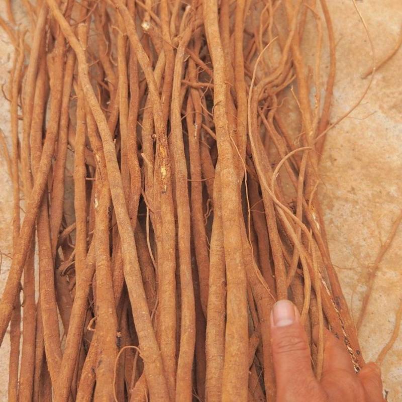 小叶红皮千斤拔鲜货，干货