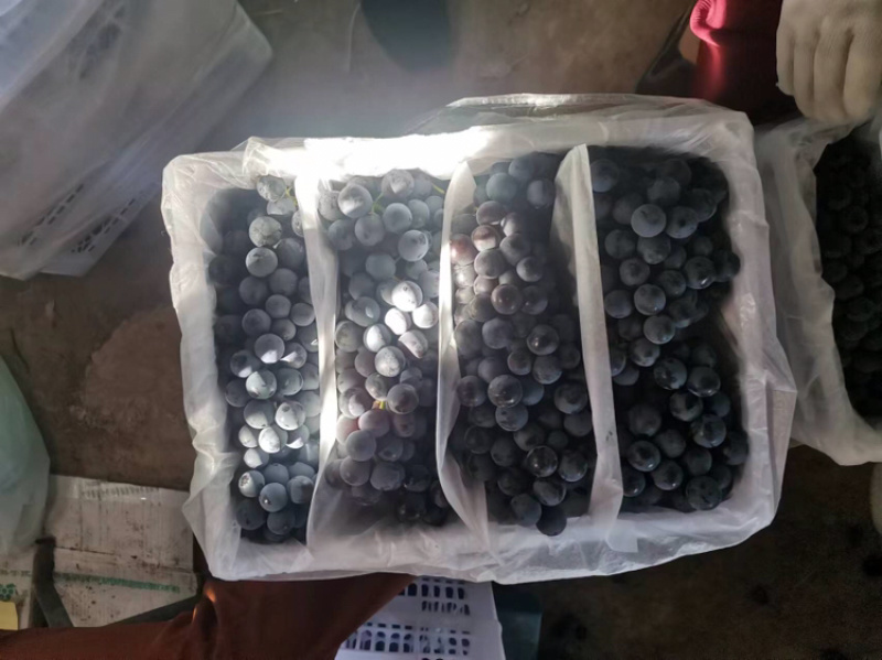 精品夏黑葡萄大量上市品质保证量大从优一手货源