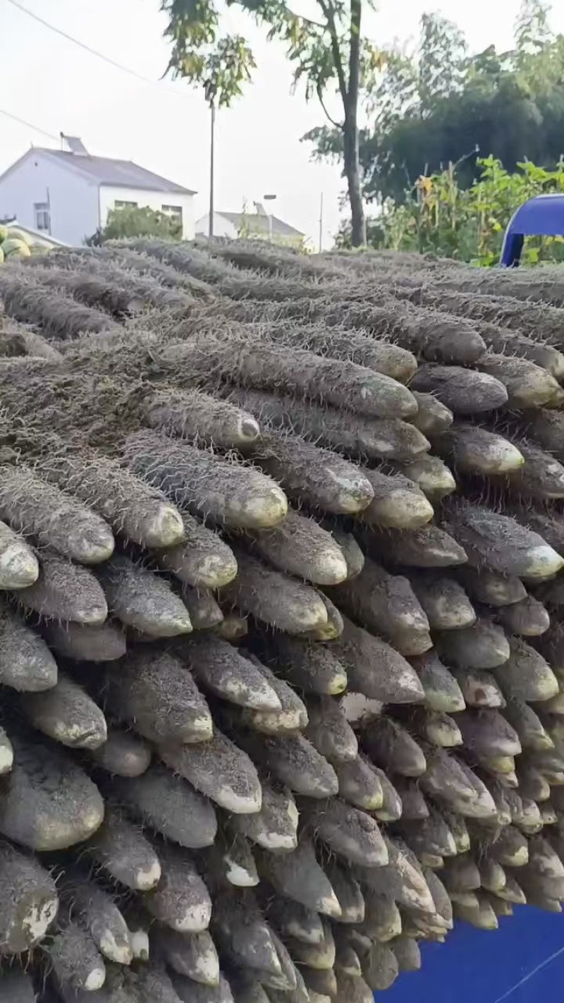 精品黄山药，基地现货直发，品质保障诚信经营