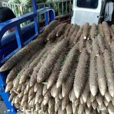 精品黄山药，基地现货直发，品质保障诚信经营