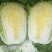 【优选黄心白菜】精品黄心白菜产地货源量大从优诚信经营