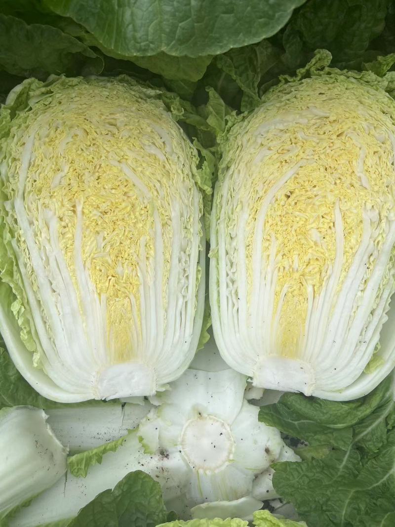 【优选黄心白菜】精品黄心白菜产地货源量大从优诚信经营