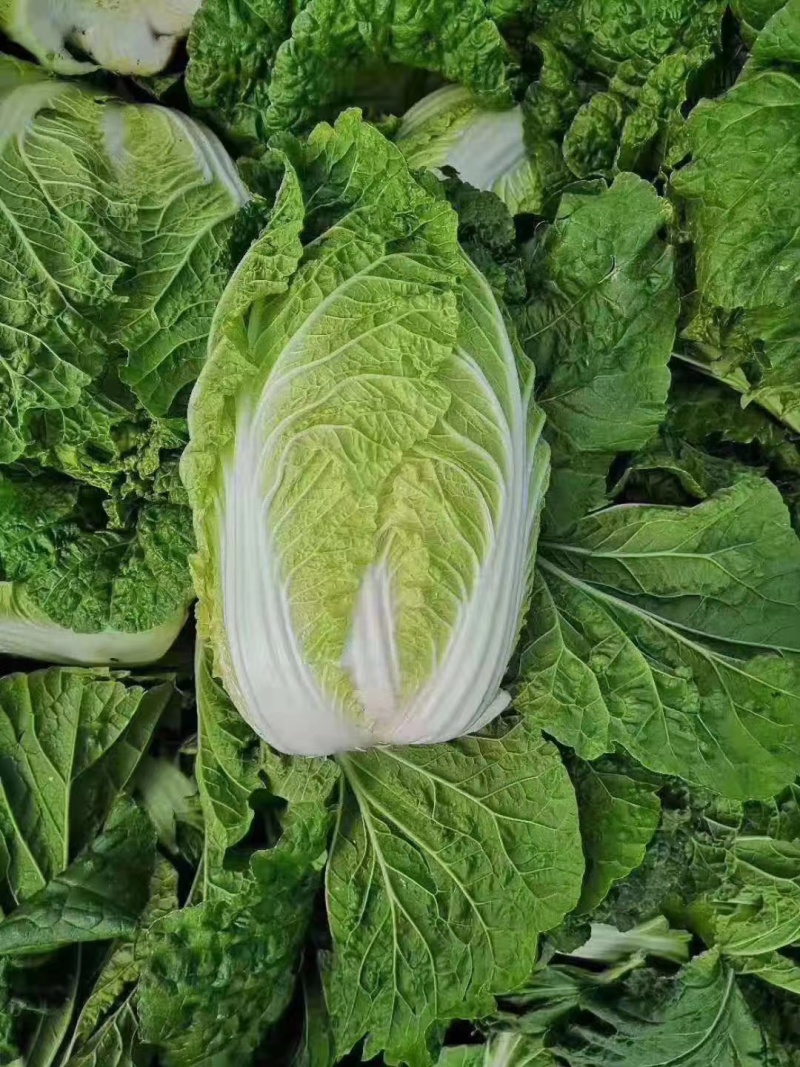 【优选黄心白菜】精品黄心白菜产地货源量大从优诚信经营