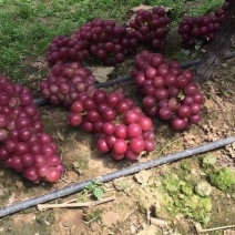 巨峰葡萄，夏黑葡萄热消中