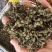 绞股蓝水洗干货散装药食同源量大从优