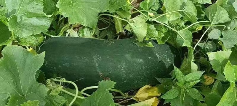 精品黑皮冬瓜大量上市品质保证一手货源量大从优