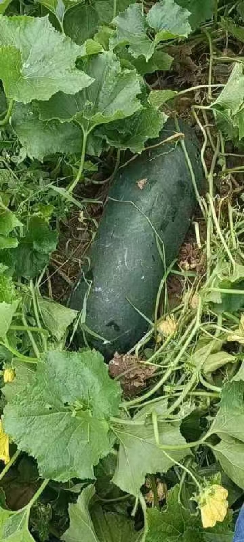 精品黑皮冬瓜大量上市品质保证一手货源量大从优