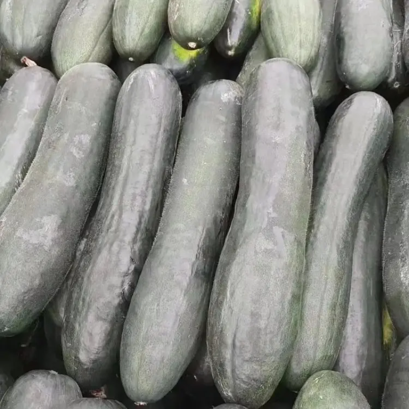 精品黑皮冬瓜大量上市品质保证一手货源量大从优